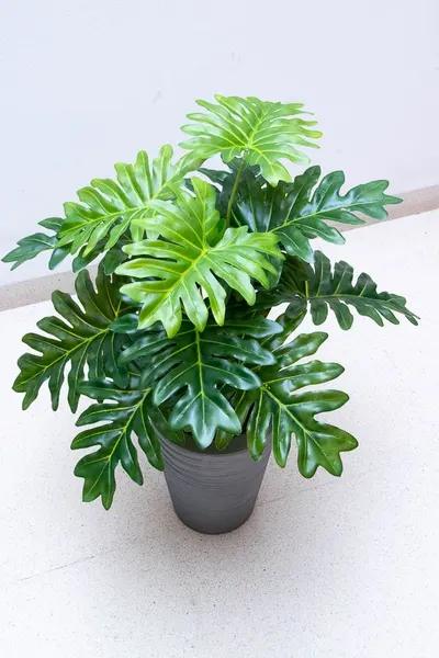 Planta costilla de adán de 65cm largo