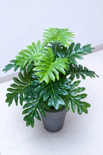 Planta costilla de adán de 65cm largo