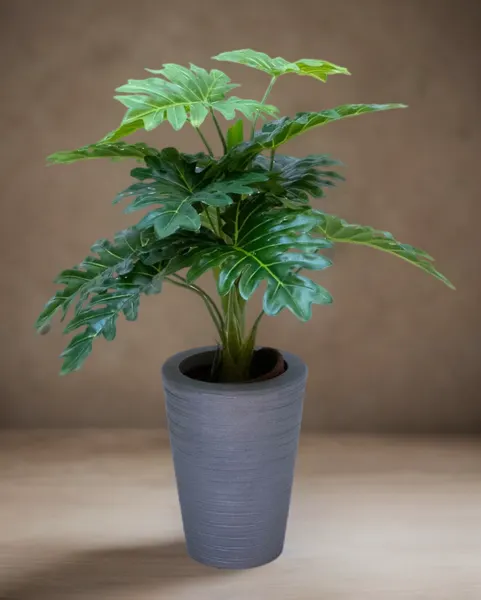 Planta costilla de adán de 65cm largo