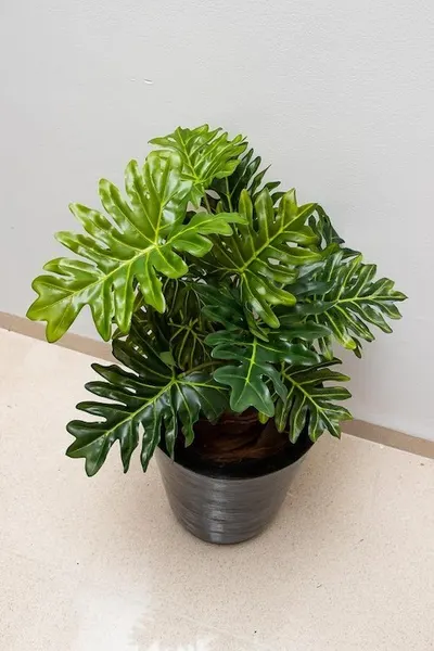 Planta Philodendrom garra de león 63cm largo