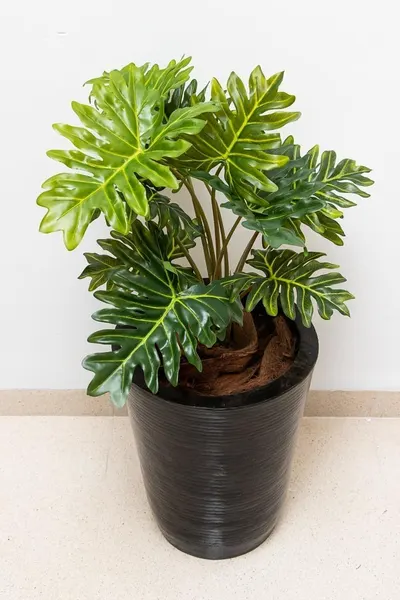 Planta Philodendrom garra de león 63cm largo