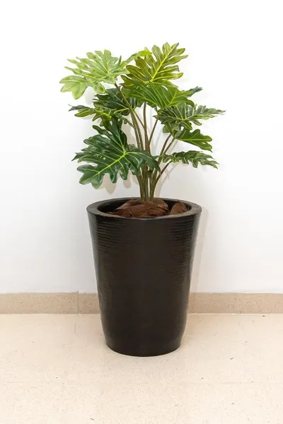 Planta Philodendrom garra de león 63cm largo