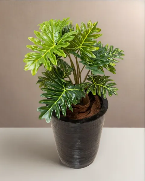 Planta Philodendrom garra de león 63cm largo