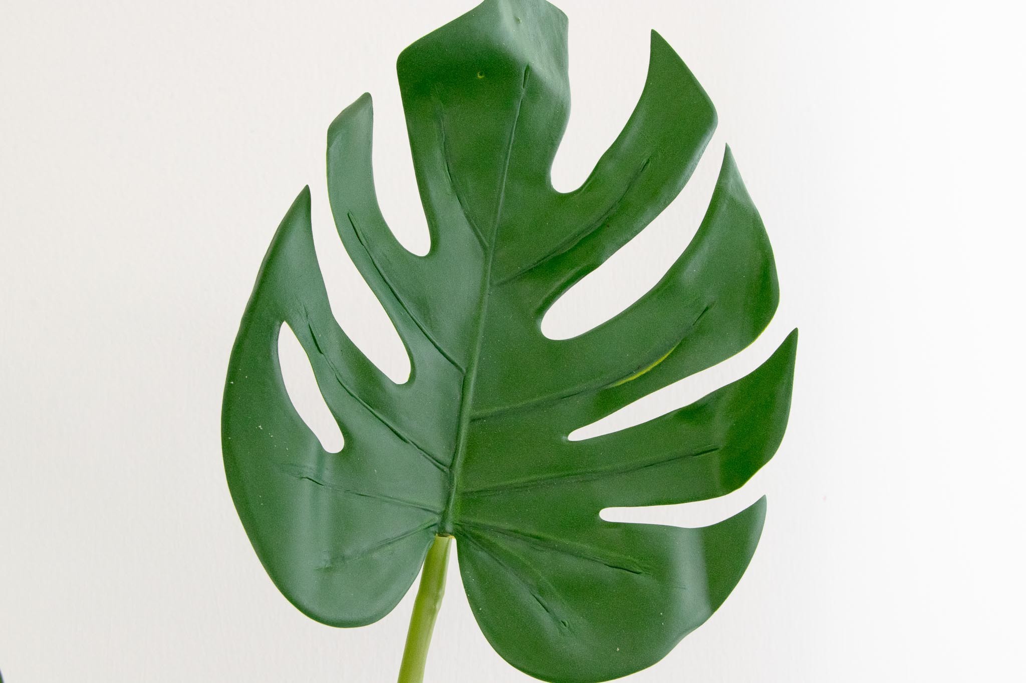 Plantita garra de león 70cm