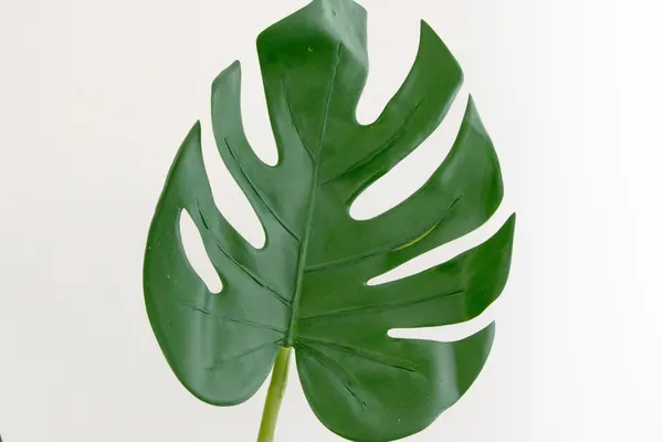 Plantita garra de león 70cm