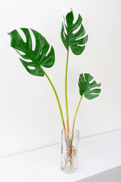 Plantita garra de león 70cm