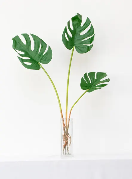 Plantita garra de león 70cm