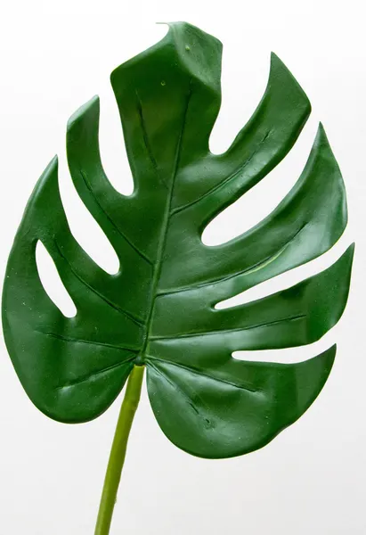 Plantita garra de león 70cm