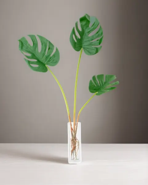 Plantita garra de león 70cm