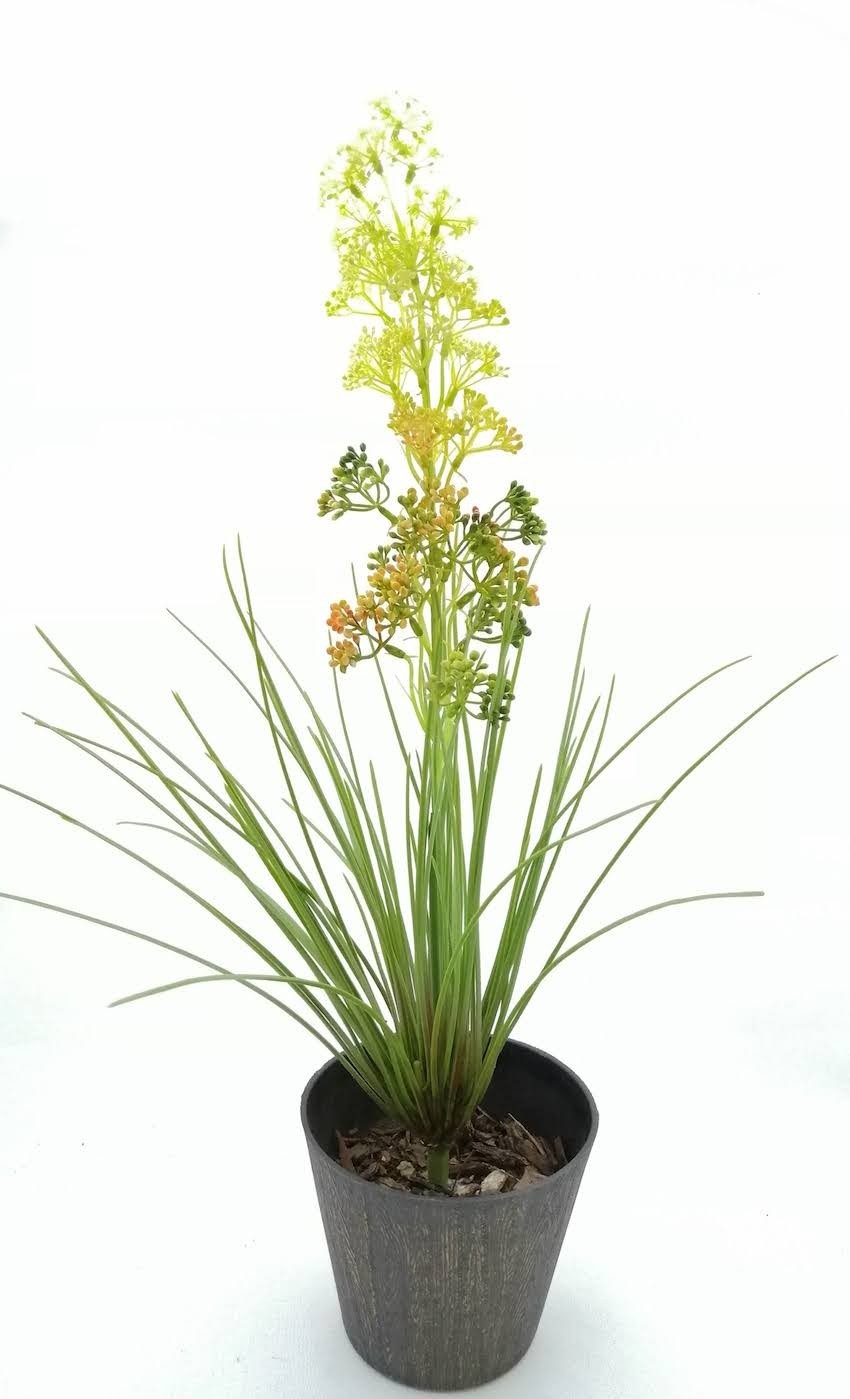 Planta con flores amarillas y zacatillo