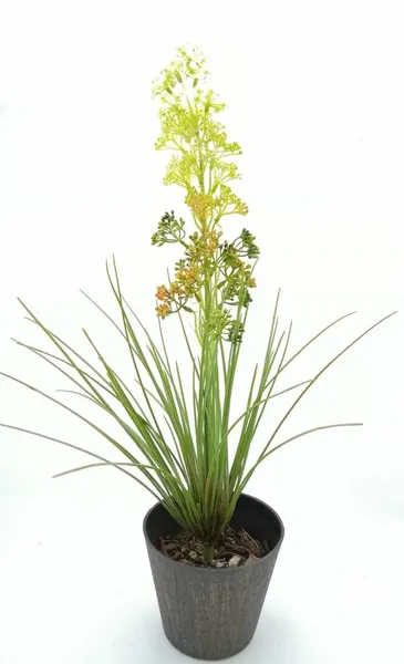 Planta con flores amarillas y zacatillo