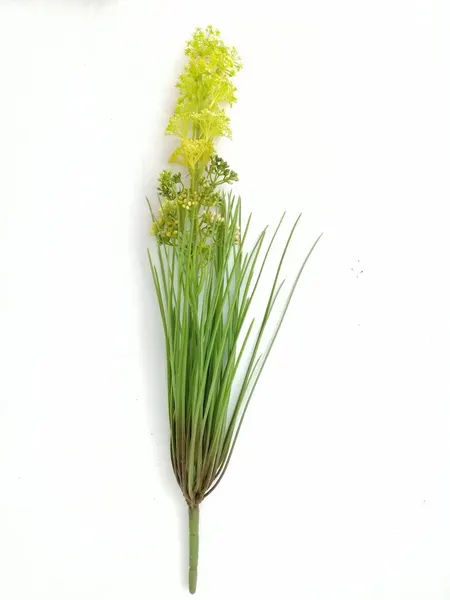 Planta con flores amarillas y zacatillo