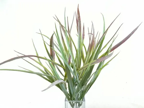 Zacate cenizo 38cm largo