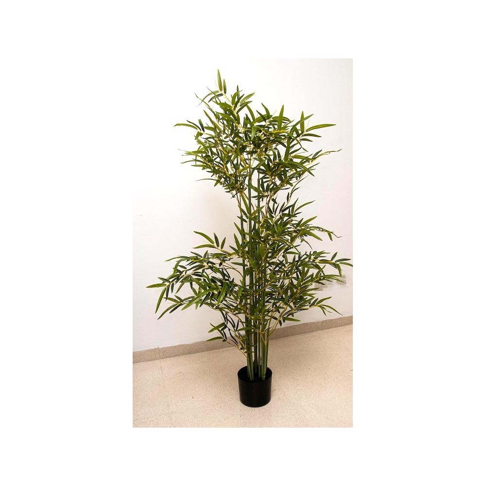 Bambú de 120 cm altura