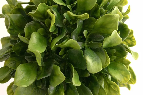 Topiario verde 60cm largo