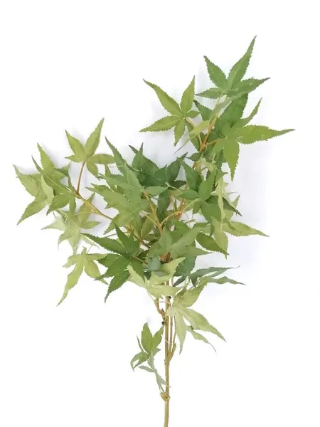 Vara de Cannabis 90cm largo