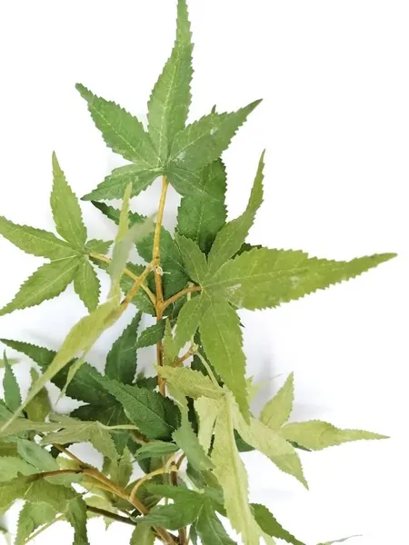 Vara de Cannabis 90cm largo