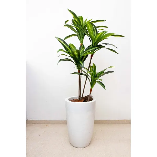 Dracaena delgada 125 cm hoja verde