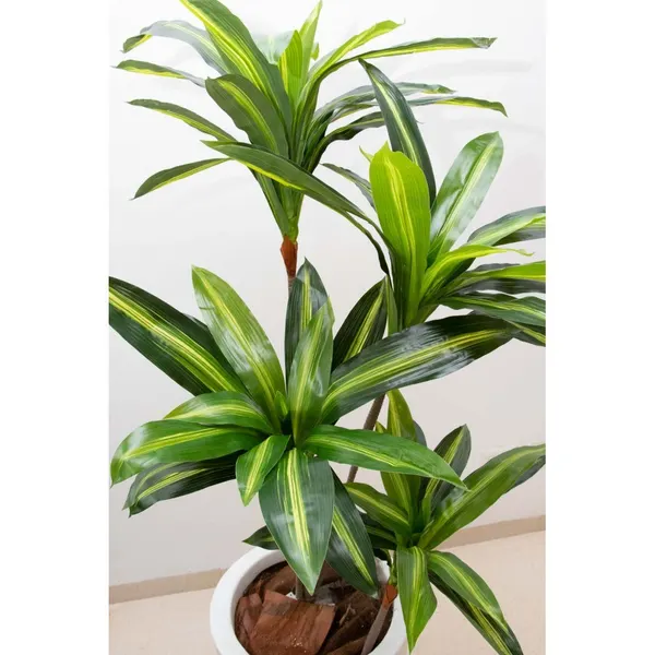 Dracaena delgada 125 cm hoja verde