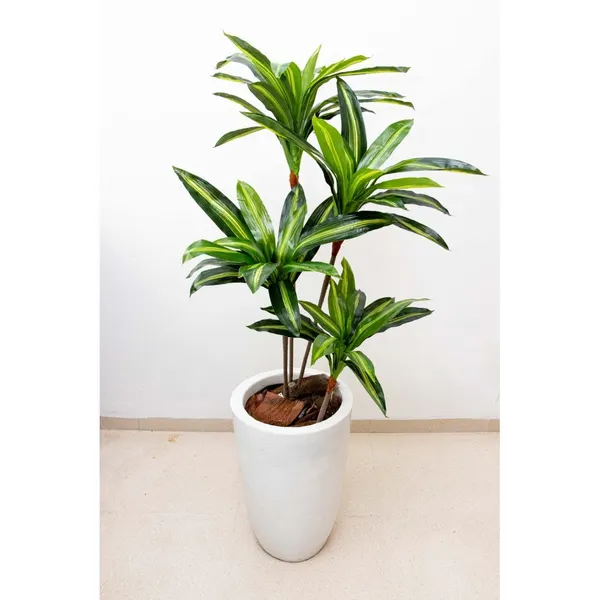Dracaena delgada 125 cm hoja verde