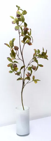 Vara evergreen con frutos 95cm