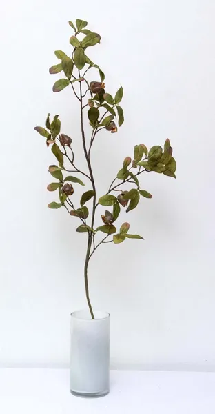Vara evergreen con frutos 95cm