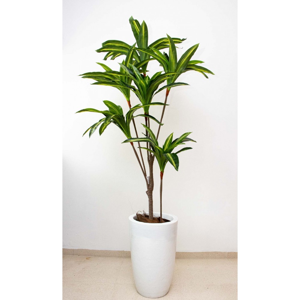 Dracaena delgada 165 cm hoja verde (precio no incluye maceta)