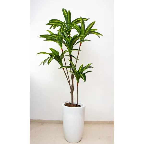Dracaena delgada 165 cm hoja verde (precio no incluye maceta)
