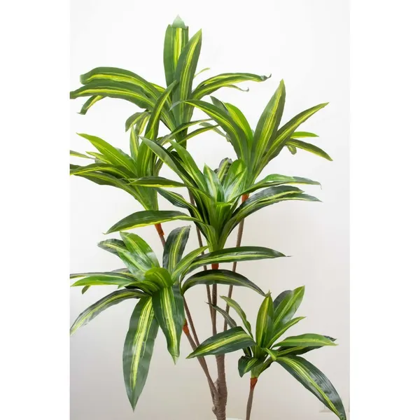 Dracaena delgada 165 cm hoja verde (precio no incluye maceta)