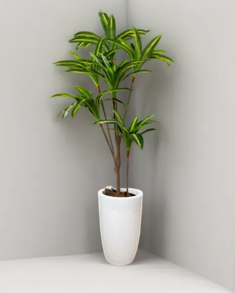Dracaena delgada 165 cm hoja verde (precio no incluye maceta)