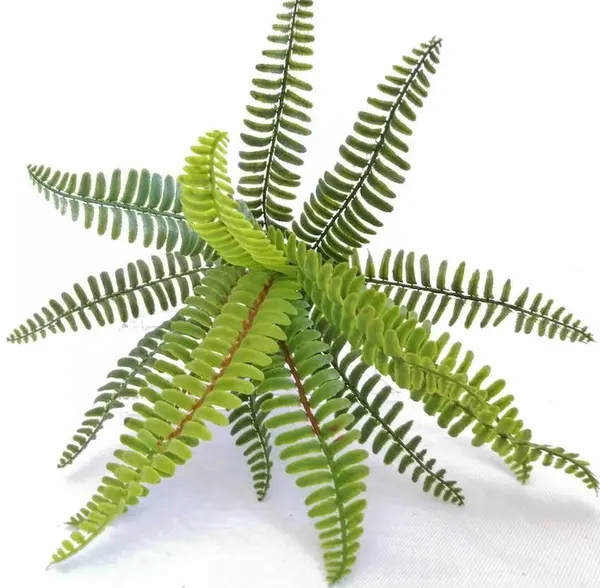 Helecho apariencia natural chico 45cm