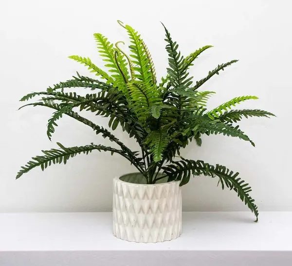 Helecho verde deluxe 55cm