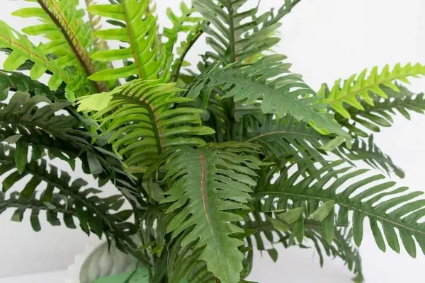 Helecho verde deluxe 55cm