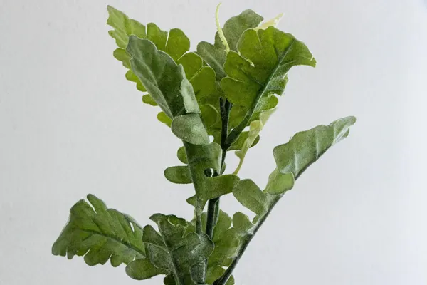 Vara de helecho cenizo 38cm
