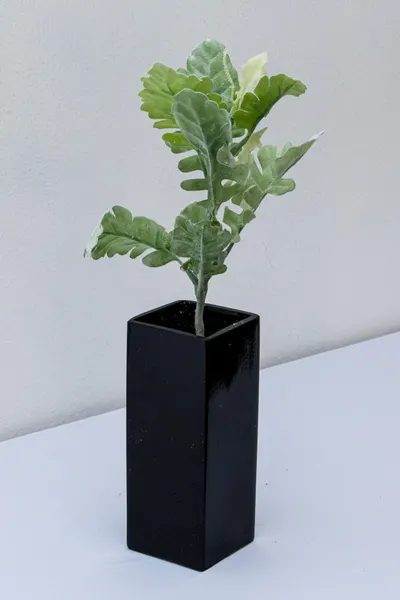 Vara de helecho cenizo 38cm