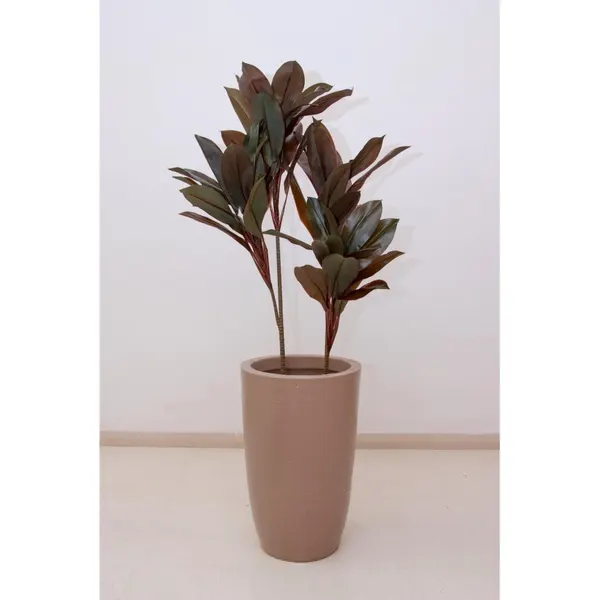 Dracaena roja 120 cm altura, precio no incluye maceta