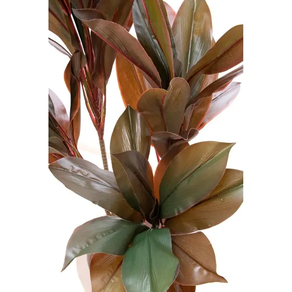 Dracaena roja 120 cm altura, precio no incluye maceta