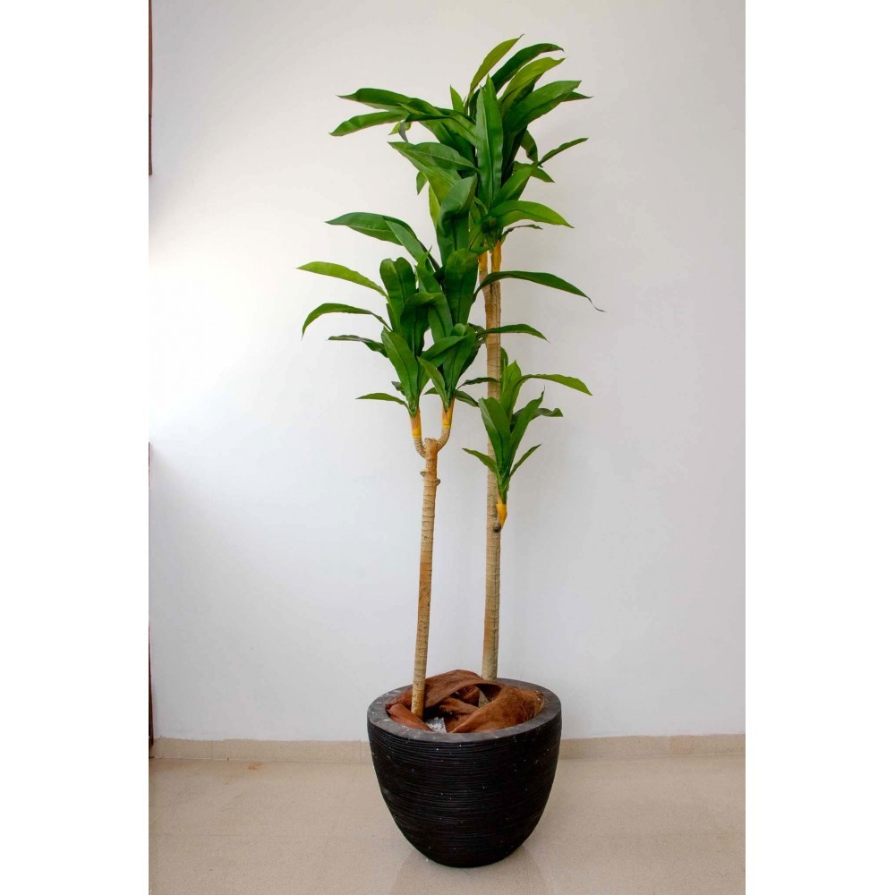Dracaena tronco claro 180 cm altura