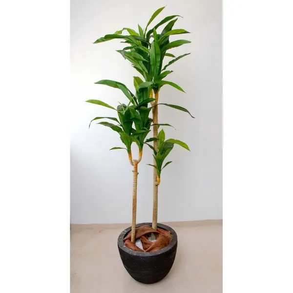 Dracaena tronco claro 180 cm altura