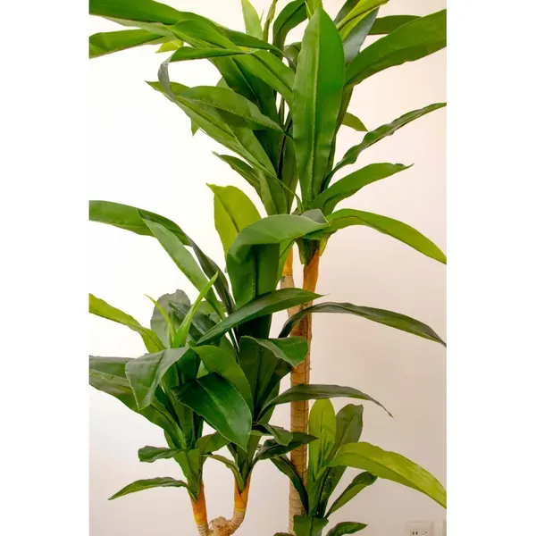 Dracaena tronco claro 180 cm altura