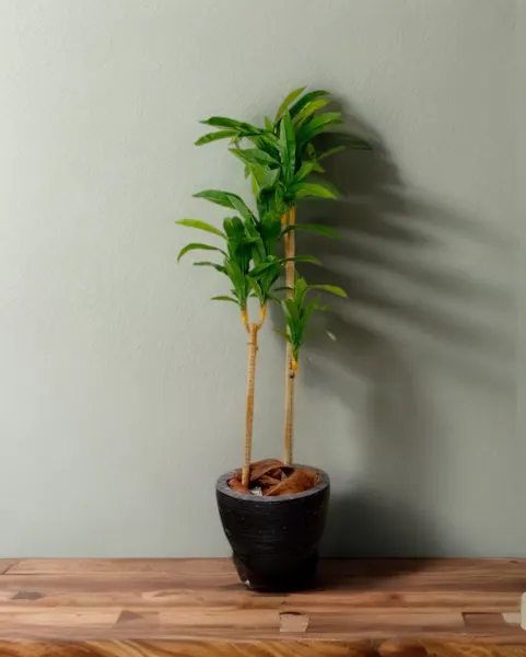 Dracaena tronco claro 180 cm altura