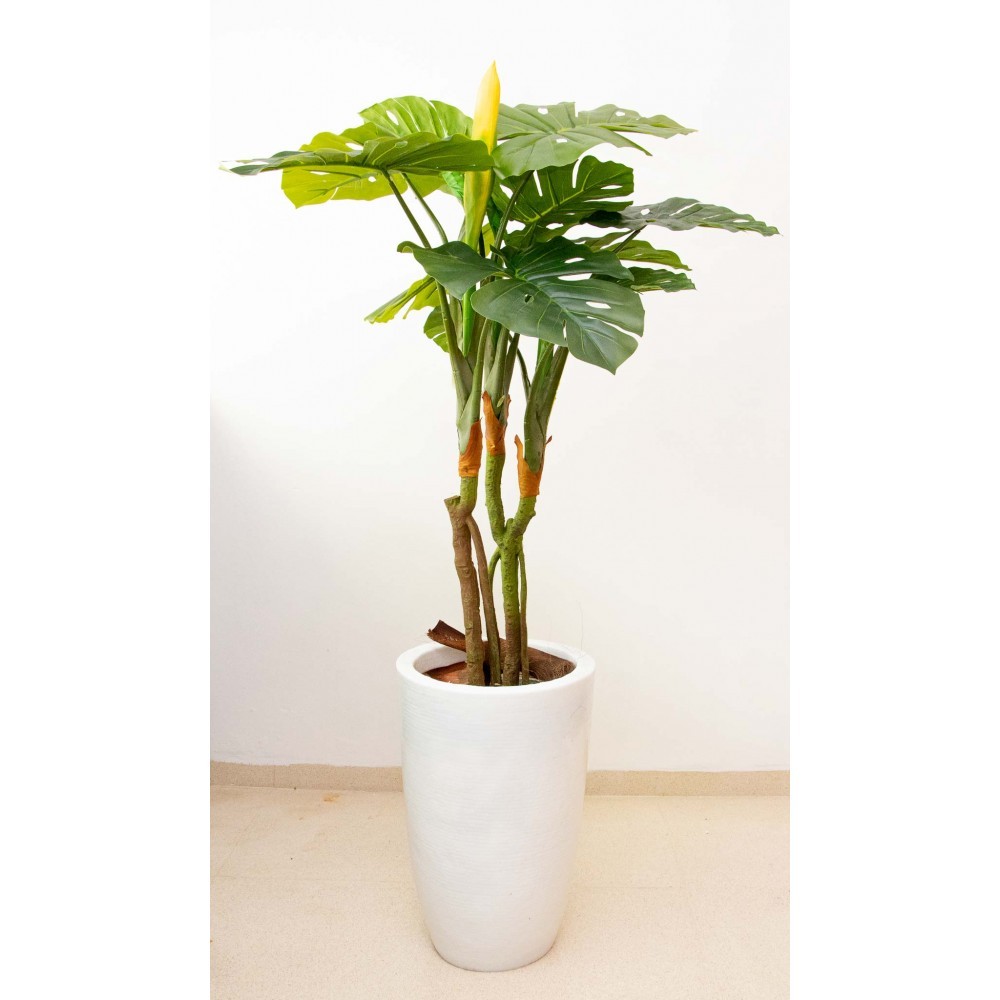 Monstera deliciosa con fruto 125 cm altura