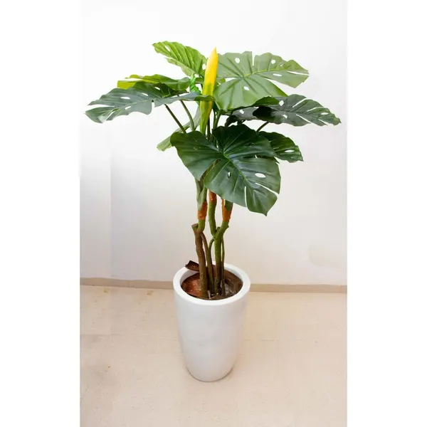 Monstera deliciosa con fruto 125 cm altura