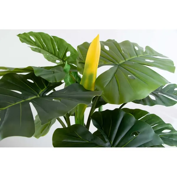 Monstera deliciosa con fruto 125 cm altura
