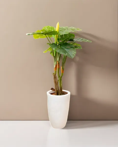 Monstera deliciosa con fruto 125 cm altura
