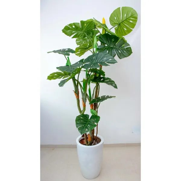 Monstera deliciosa con frutos 180 cm altura