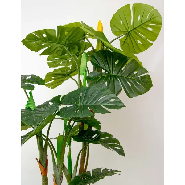 Monstera deliciosa con frutos 180 cm altura
