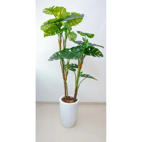 Monstera deliciosa con frutos 180 cm altura