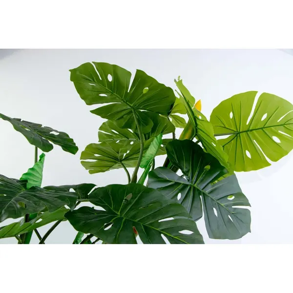 Monstera deliciosa con frutos 180 cm altura