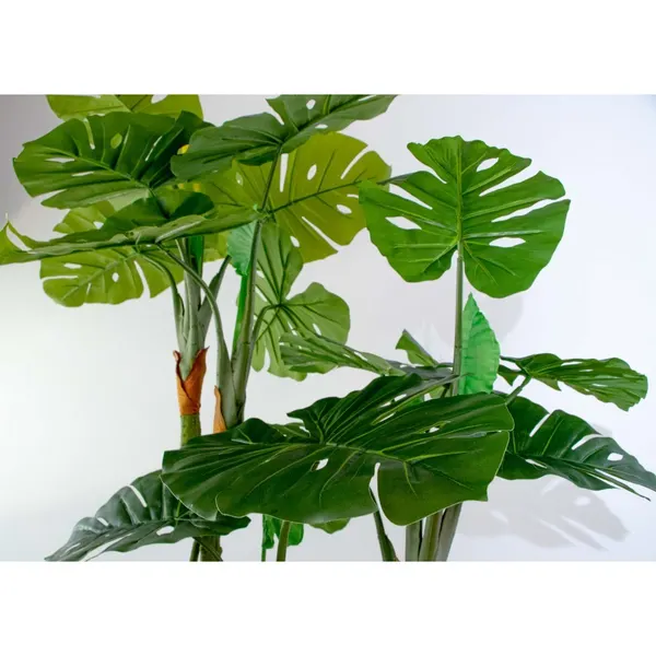 Monstera deliciosa con frutos 180 cm altura